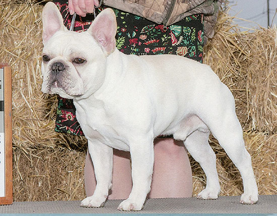 Elvis