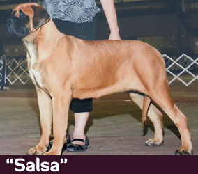 Salsa
