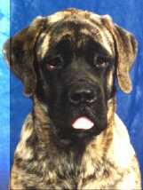 Elizabeth as a puppy