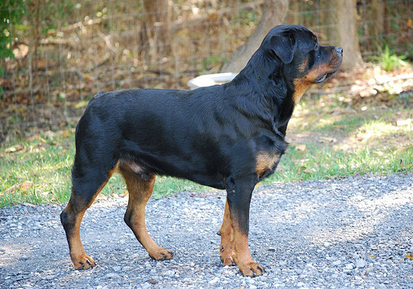Woodrow